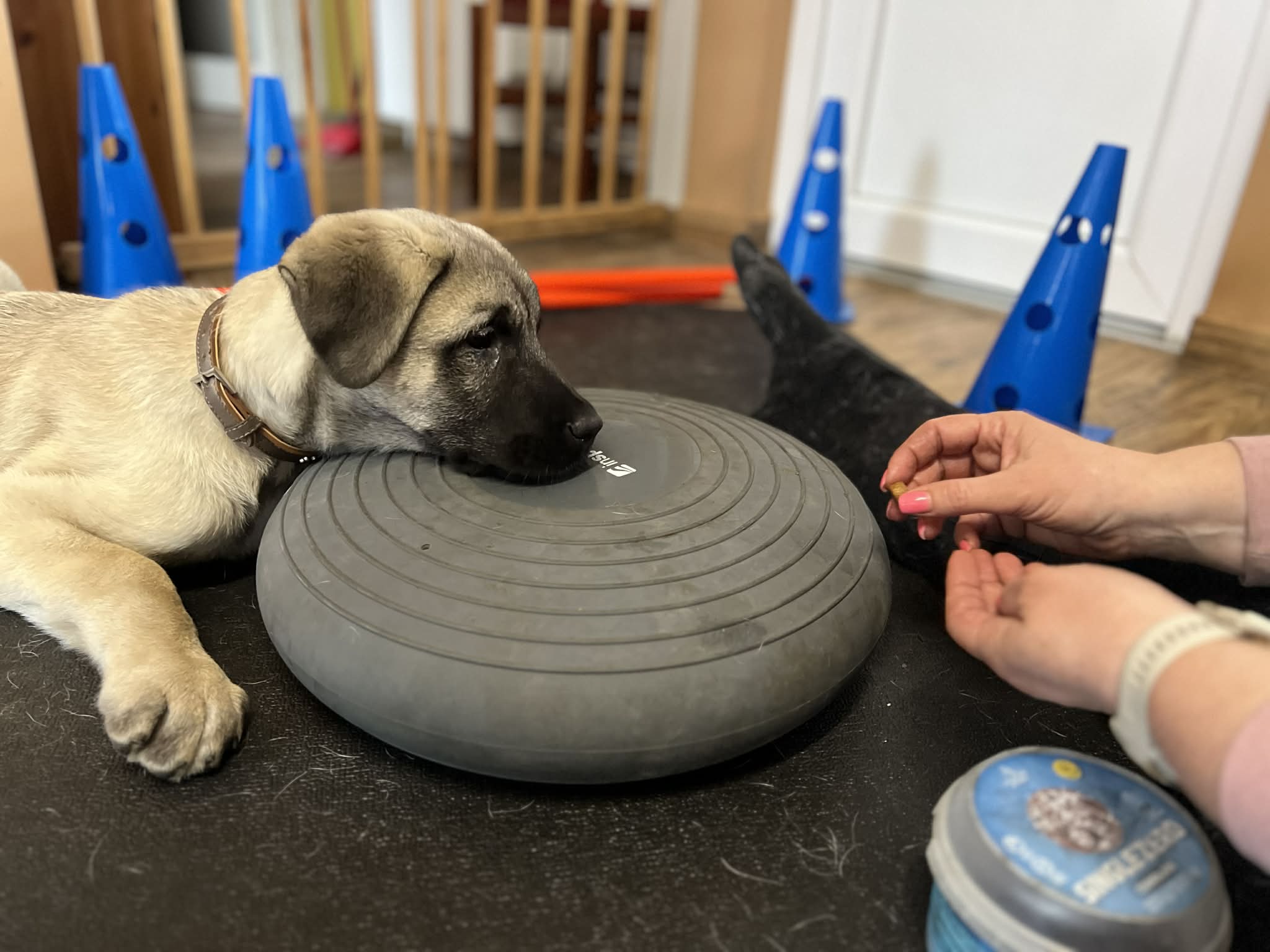 Murat a kangal gyerek
